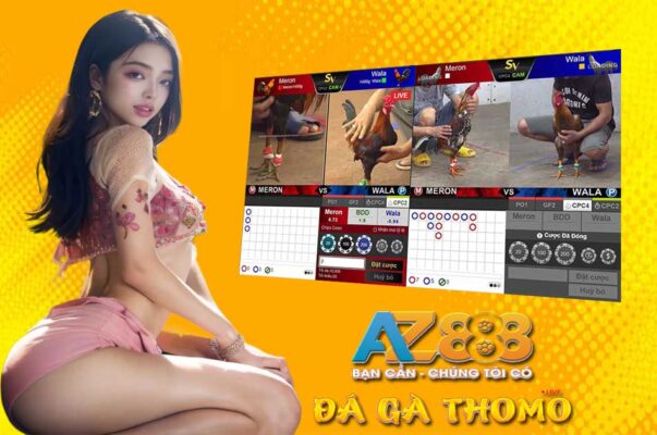 AZ888 trực tiếp đá gà Thomo SV388 mỗi ngày