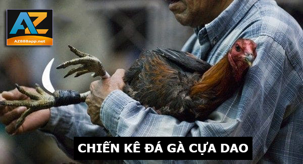 Chiến kê trong đá gá cựa dao