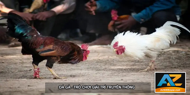 Đá gà từ lâu đã là trò chơi văn hóa giải trí truyền thống