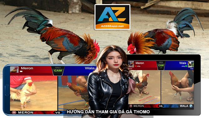 Hướng dẫn tham gia đá gà Thomo tại AZ888