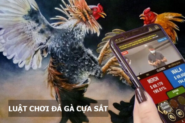 Luật chơi đá gà cựa sắt cần biết