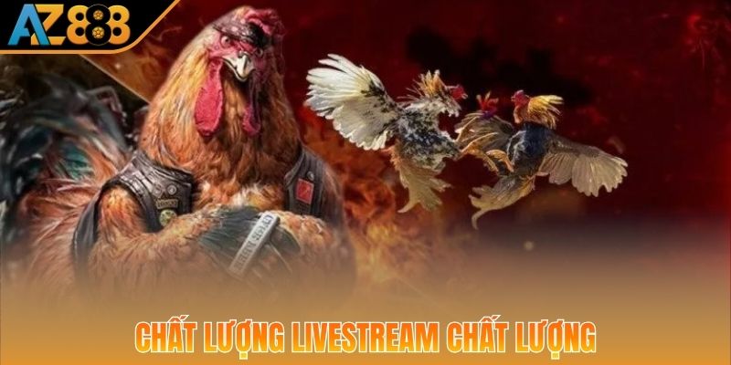 Ưu điểm độc quyền của các trận chọi gà Thomo cực hot